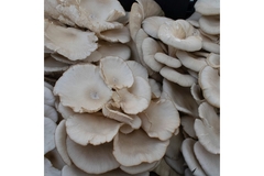Image A collection of oyster mushrooms.